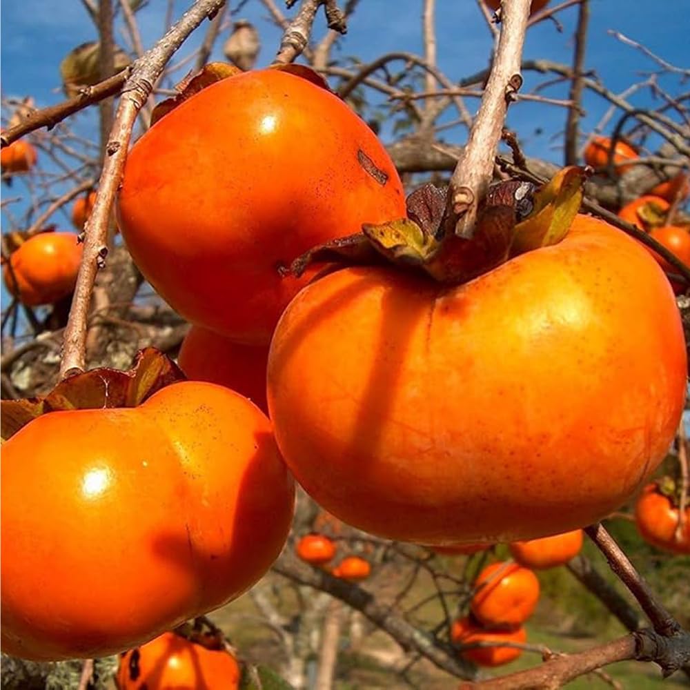 Mixrug Fuyu persimmon seeds in hand ready for stratification and germination