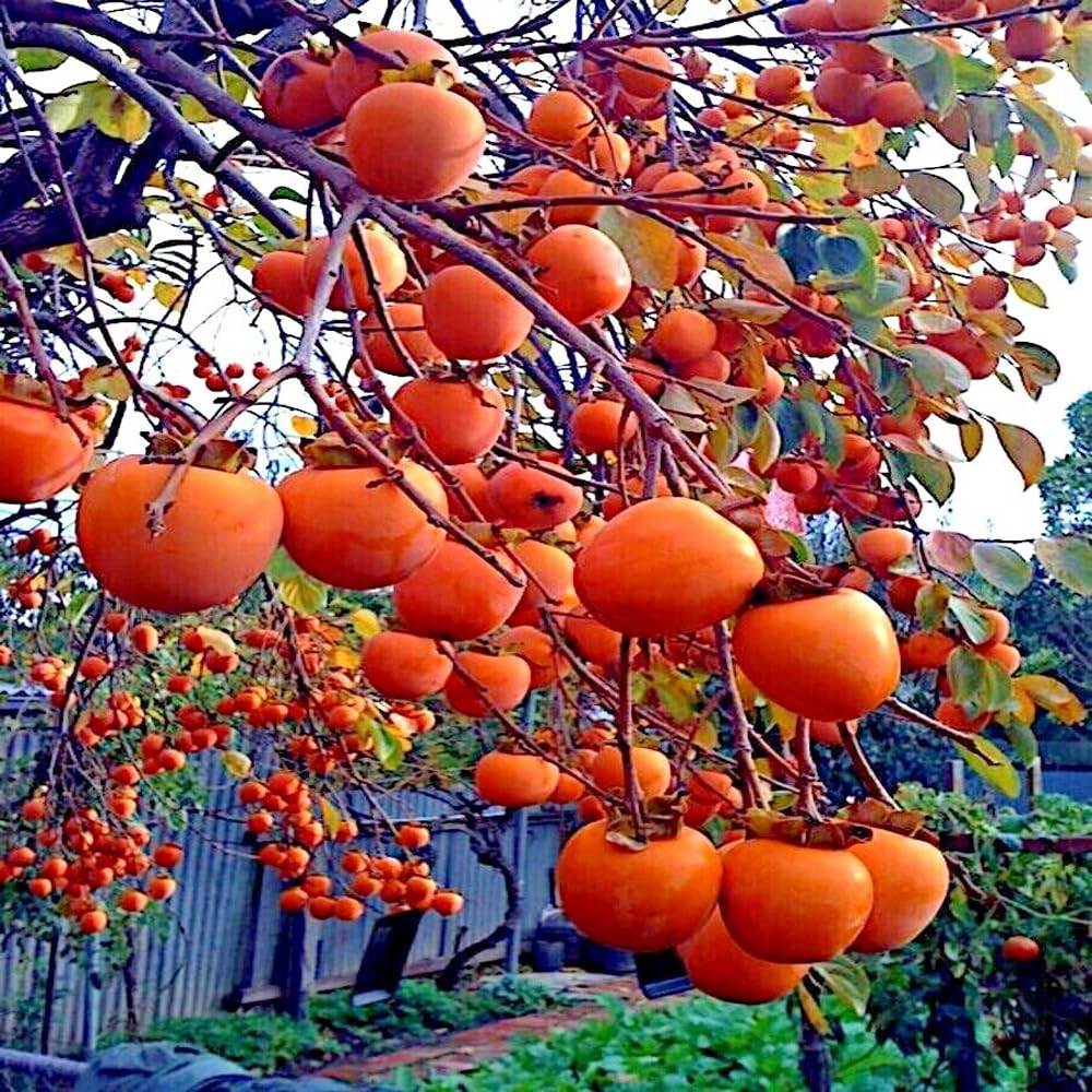 Mixrug Fuyu persimmon seeds pack for home planting and potential fruit harvest