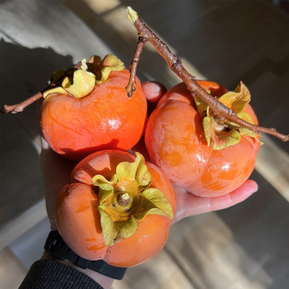 Mixrug Fuyu persimmon seeds undergoing cold stratification to boost sprouting