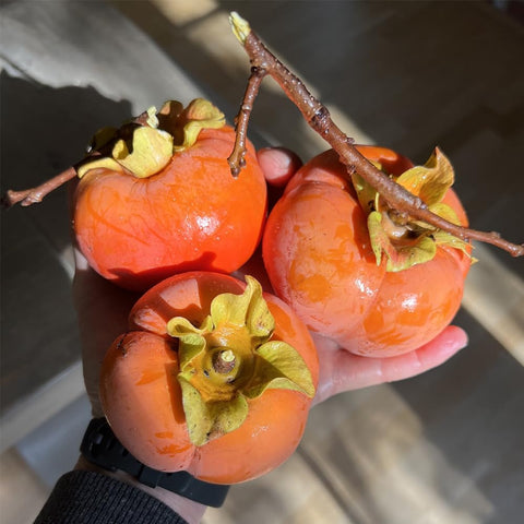 Mixrug Fuyu persimmon seeds undergoing cold stratification to boost sprouting
