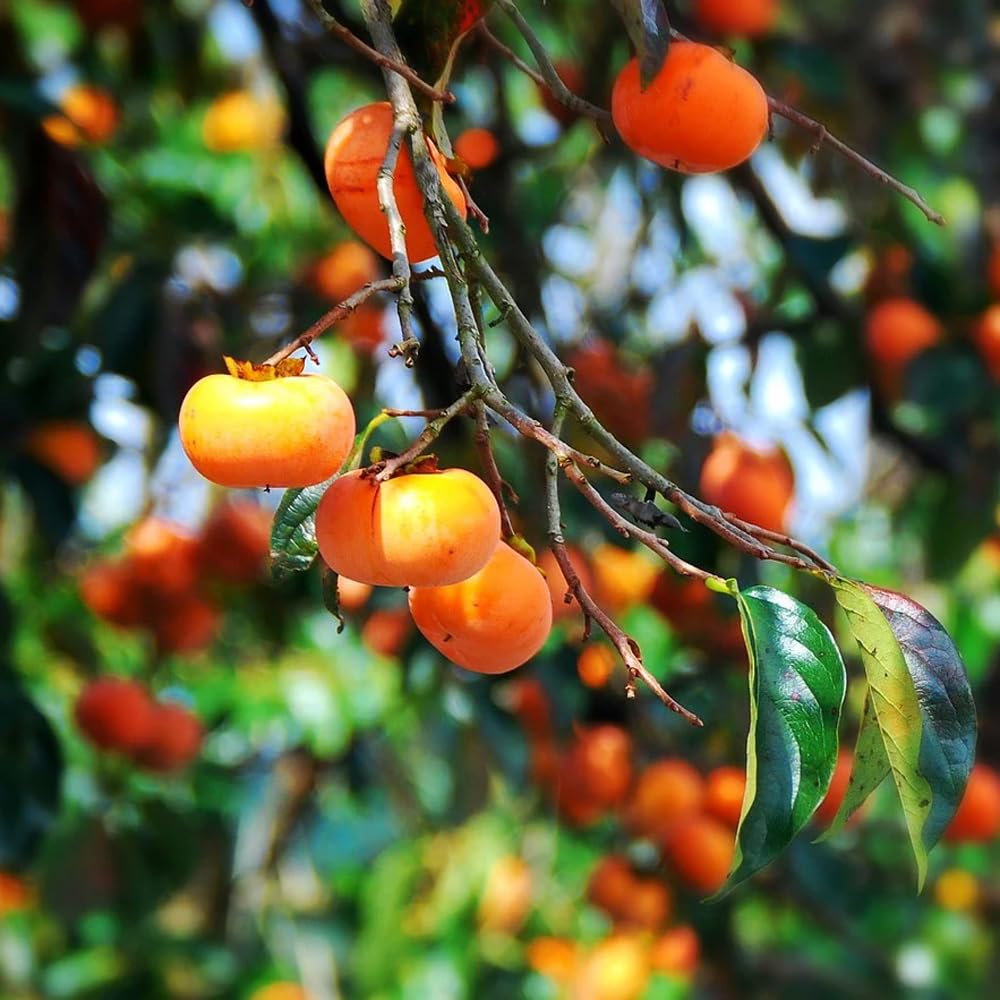 Mixrug Fuyu persimmon tree showing brilliant autumn foliage and ornamental value
