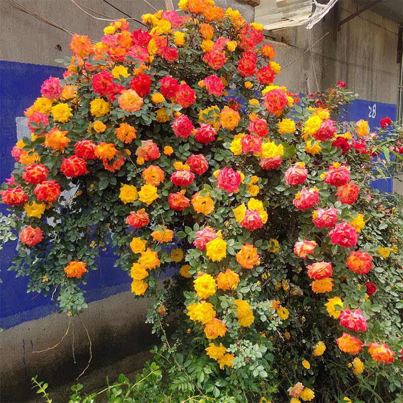 Mixrug garden-arch-trellis-idea showcases climbing roses along a trellis.
