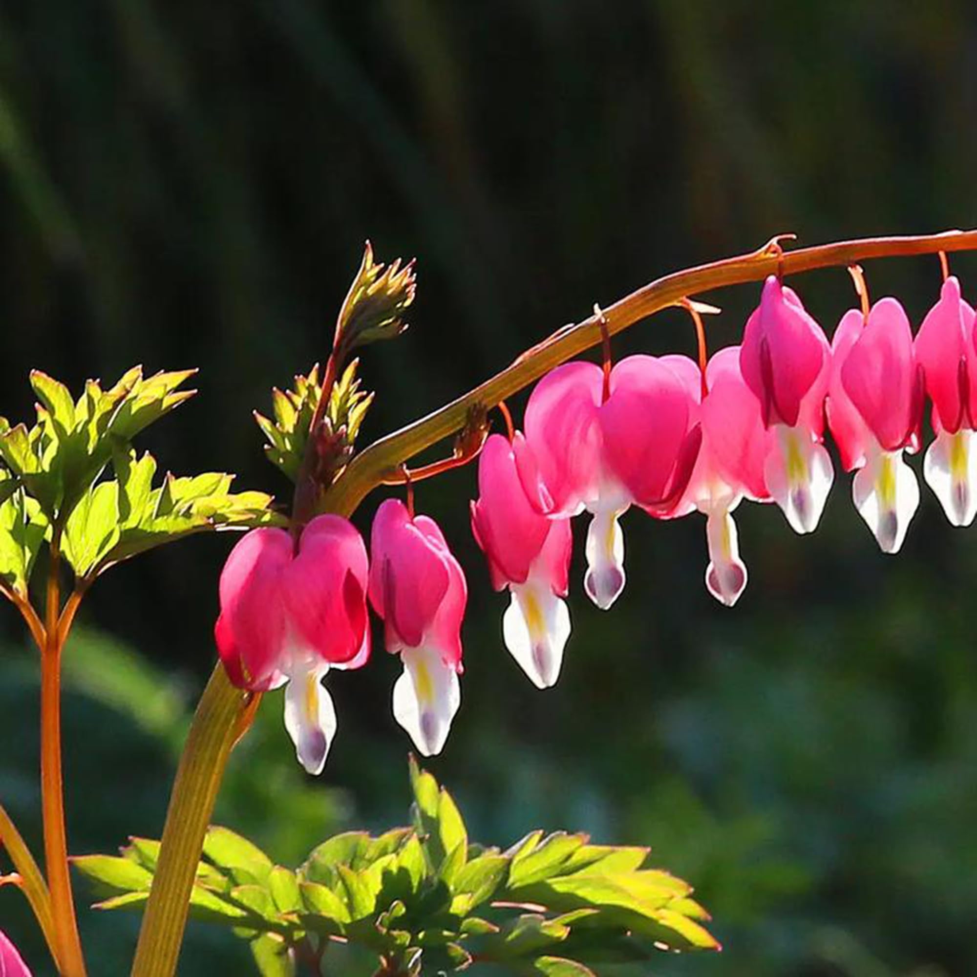 Mixrug garden bed Dicentra Spectabilis border planting