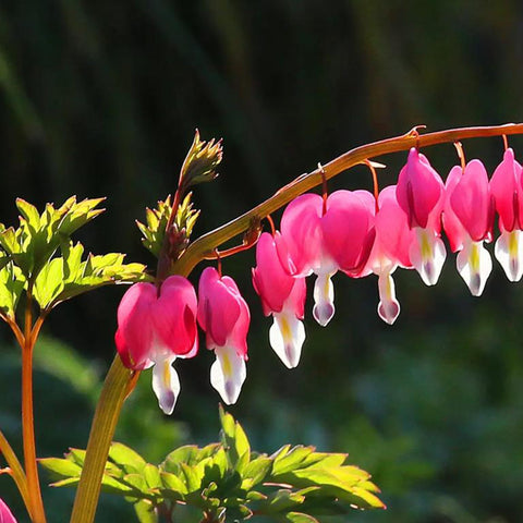 Mixrug garden bed Dicentra Spectabilis border planting