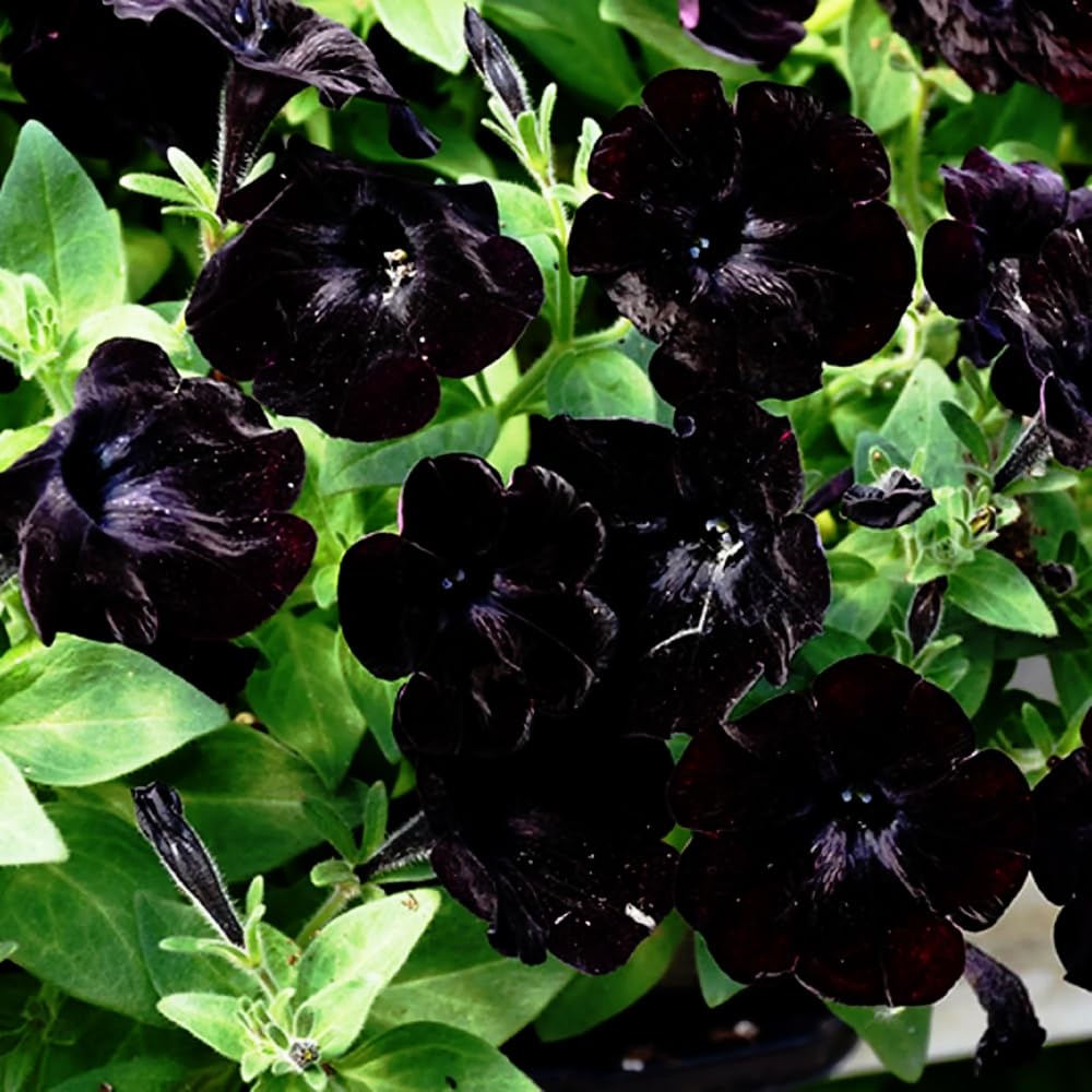 Mixrug black petunia seeds for garden borders and compact beds