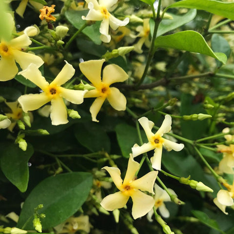 Jasmine climber along a garden edge created by Mixrug seeds