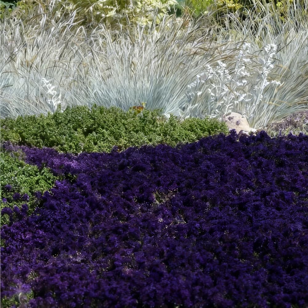 Mixrug garden happiness from germination to flowering, a satisfying project.
