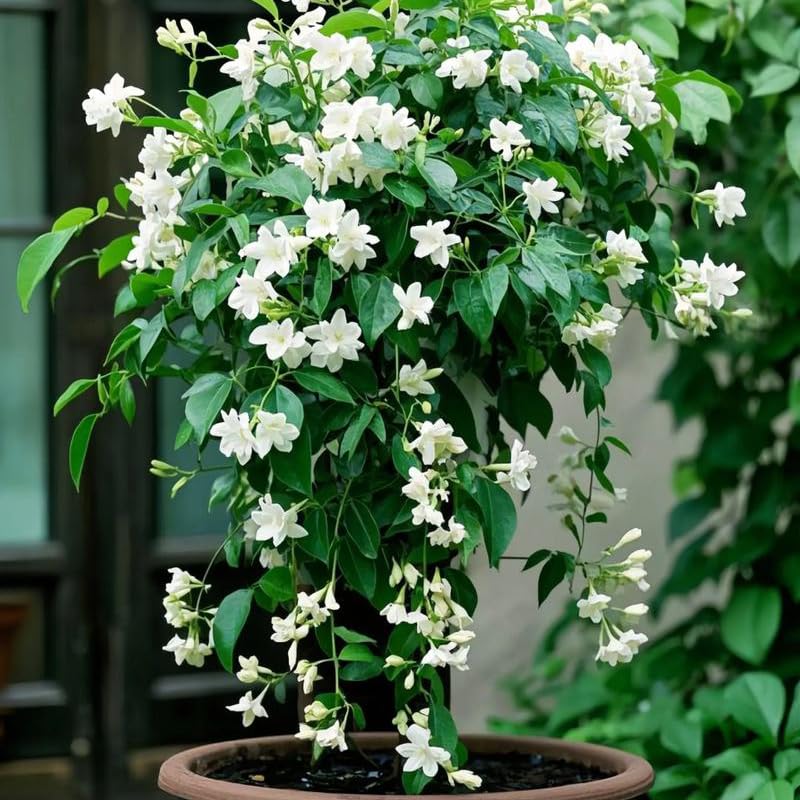 Mixrug jasmine container setup suitable for balconies and patios.