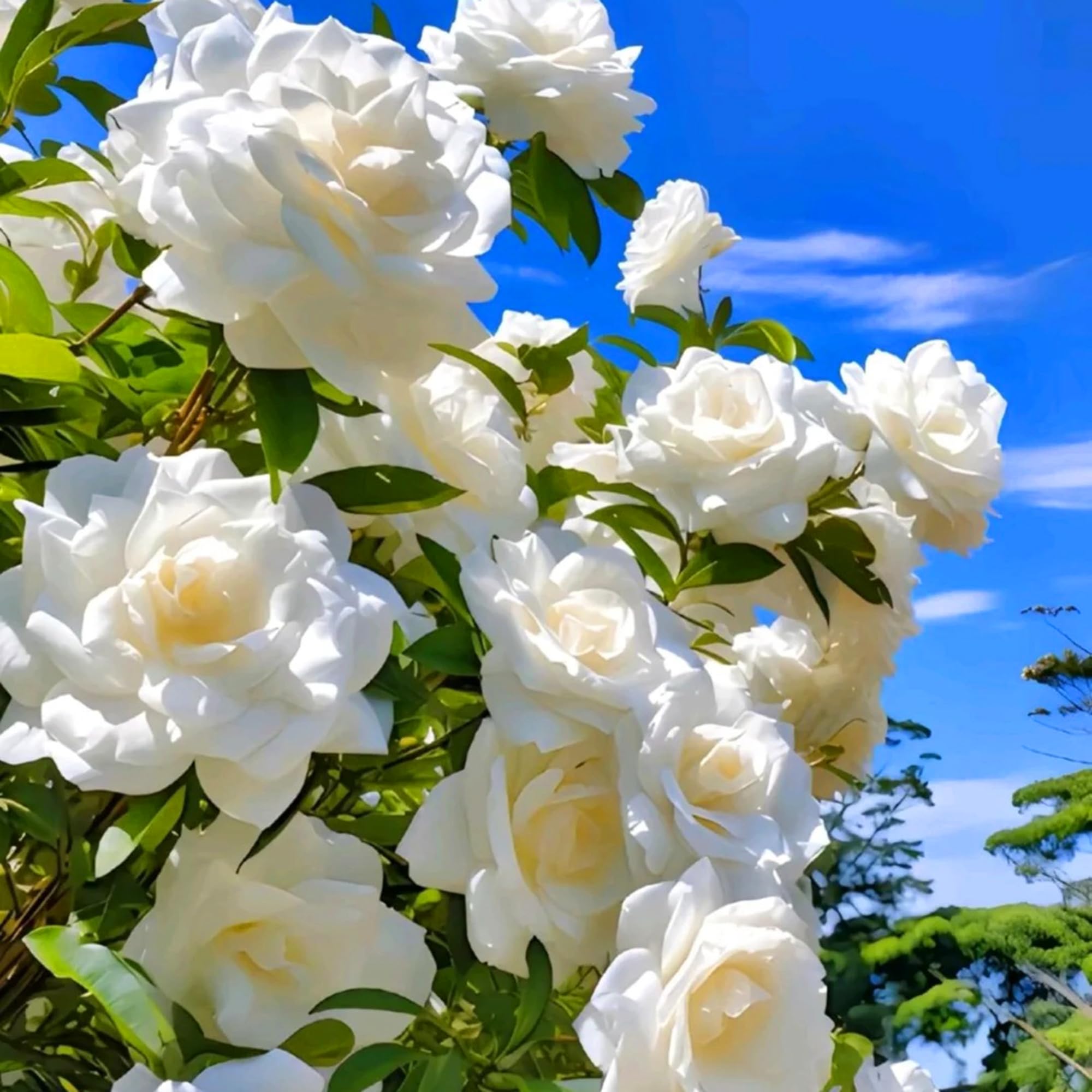 Mixrug gardenia seeds blooming flowers image highlights fragrant blossoms that perfume summer gardens.