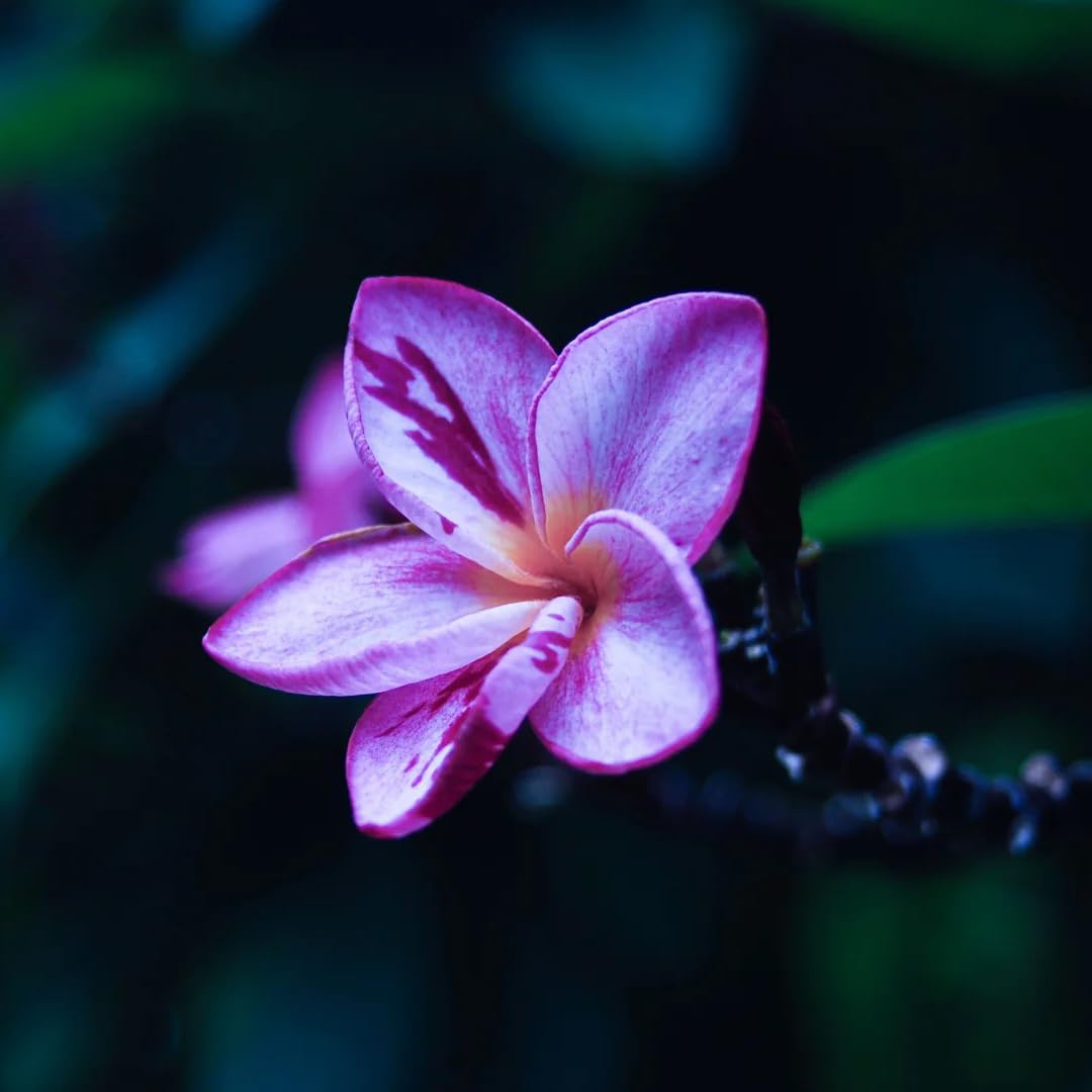 Mixrug seeds thriving under varied light and soil, offering flexible garden placement.