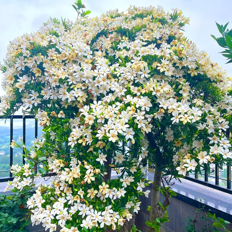 Mixrug gardenia seeds 300 pack ready for planting outdoors or in containers.