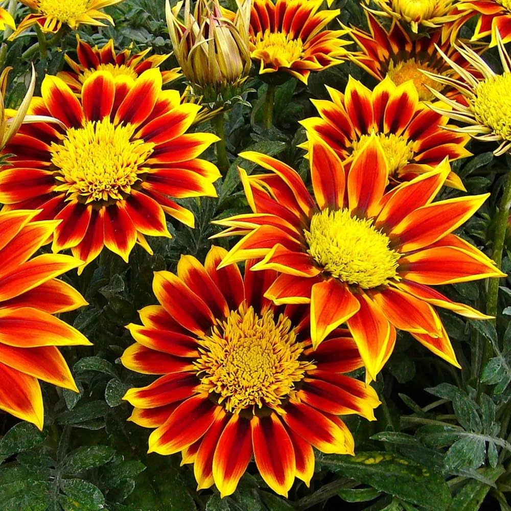 Mixrug Gazania ground cover spreads 6-8 inches for a lush look.