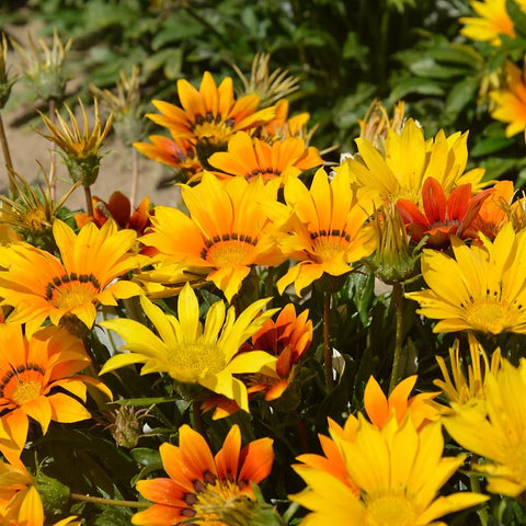 Mixrug Gazania suited for hanging baskets and sunny containers.