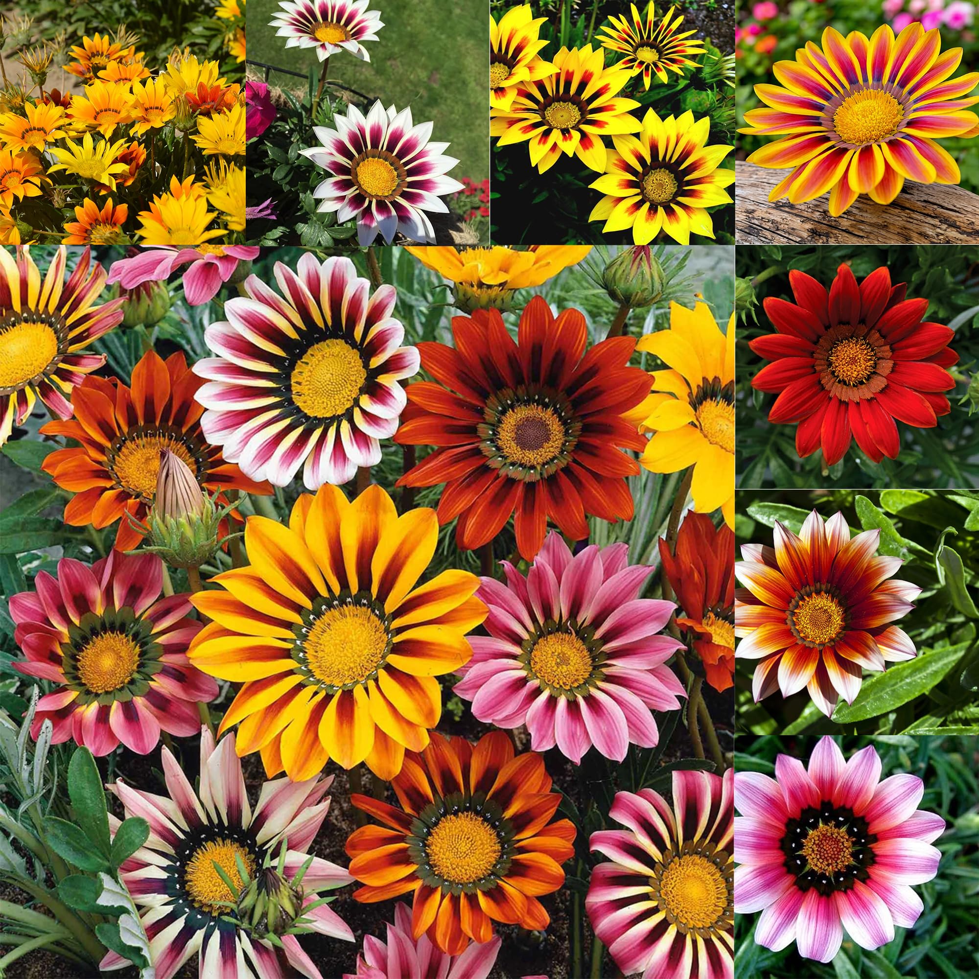 Mixrug Gazania seeds for heat-tolerant ground cover in sunny gardens.