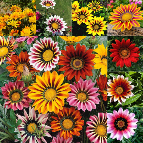 Mixrug Gazania seeds for heat-tolerant ground cover in sunny gardens.