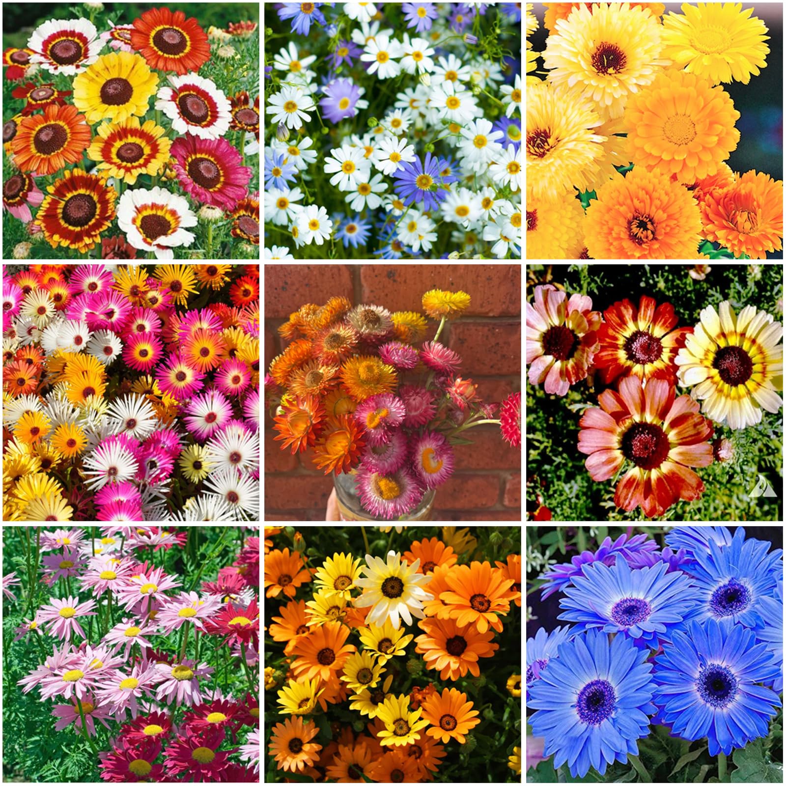 Mixrug Gerbera Daisy seeds pack ready for colorful garden beds and containers