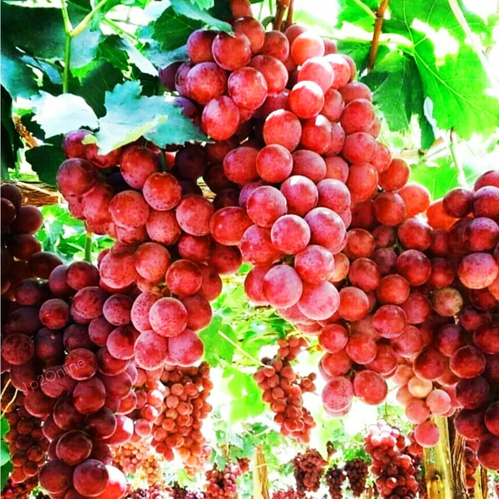 Mixrug grape vine on trellis setup demonstrating versatile outdoor cultivation