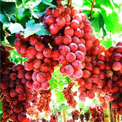 Mixrug grape vine on trellis setup demonstrating versatile outdoor cultivation