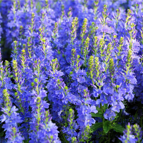 Mixrug ground-cover seeds spread to blanket blue blooms across a bed.