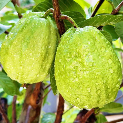 Mixrug guava fruits offer vitamin-rich sweetness for snacks and recipes.