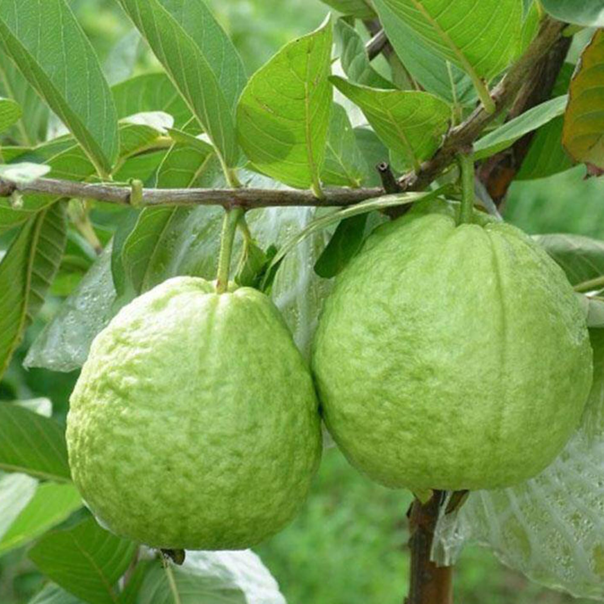 Mixrug Non-GMO open-pollinated guava seeds preserving authentic flavor.
