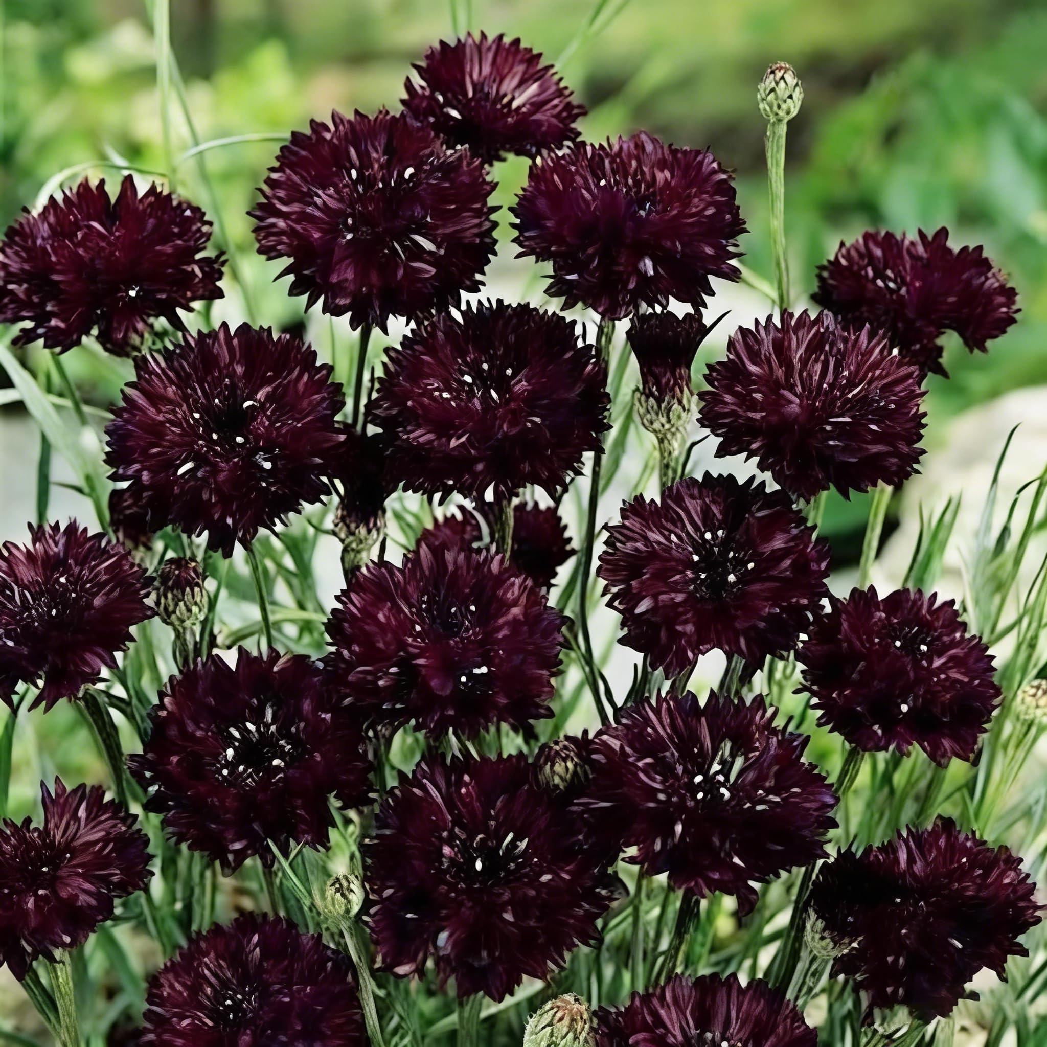 Mixrug hardy perennial in zones 3-9 for reliable year-round color.
