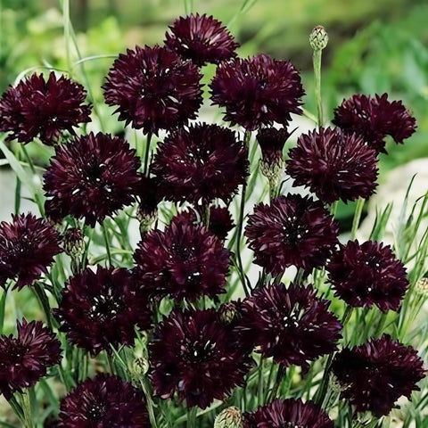 Mixrug hardy perennial in zones 3-9 for reliable year-round color.