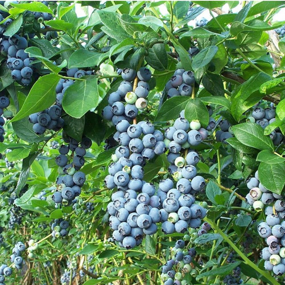Mixrug harvest-ready blueberries on a dwarf plant