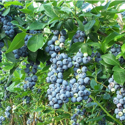 Mixrug harvest-ready blueberries on a dwarf plant