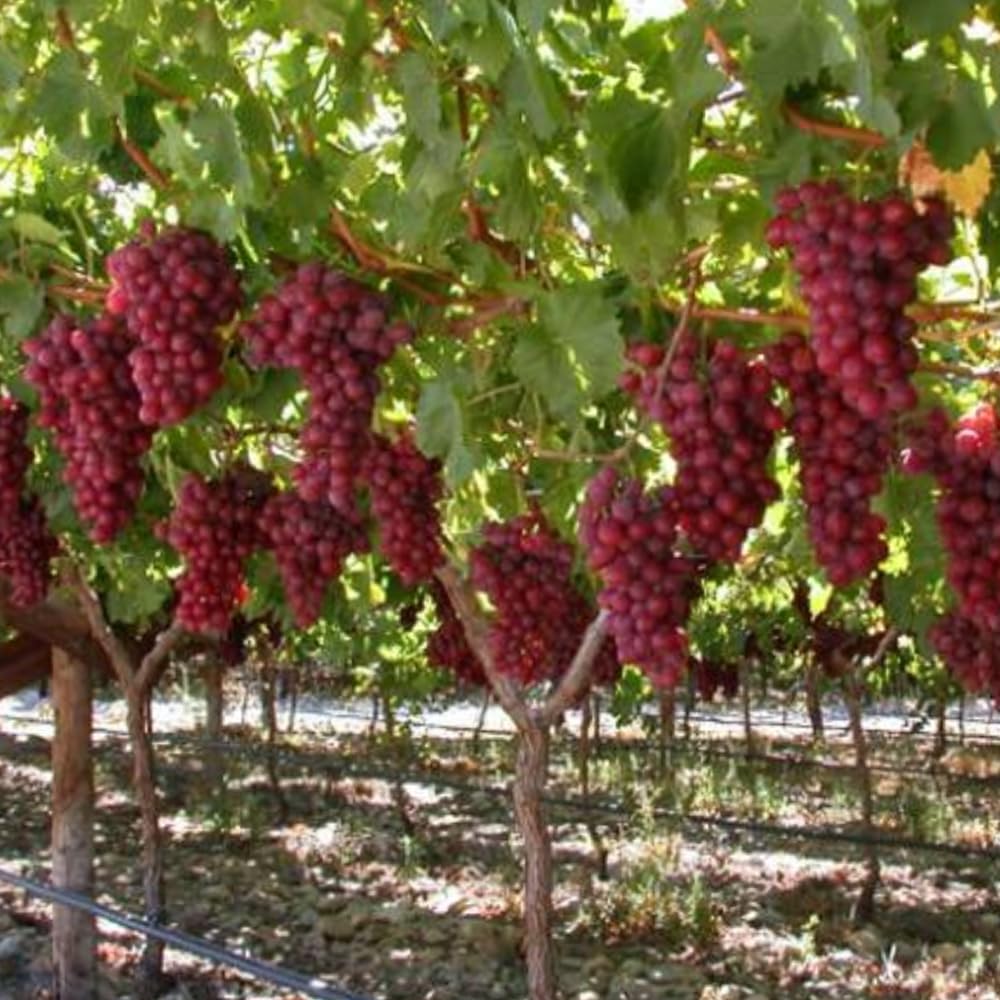 Mixrug harvest ready home garden grapes visual