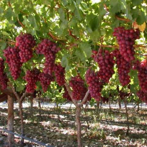 Mixrug harvest ready home garden grapes visual