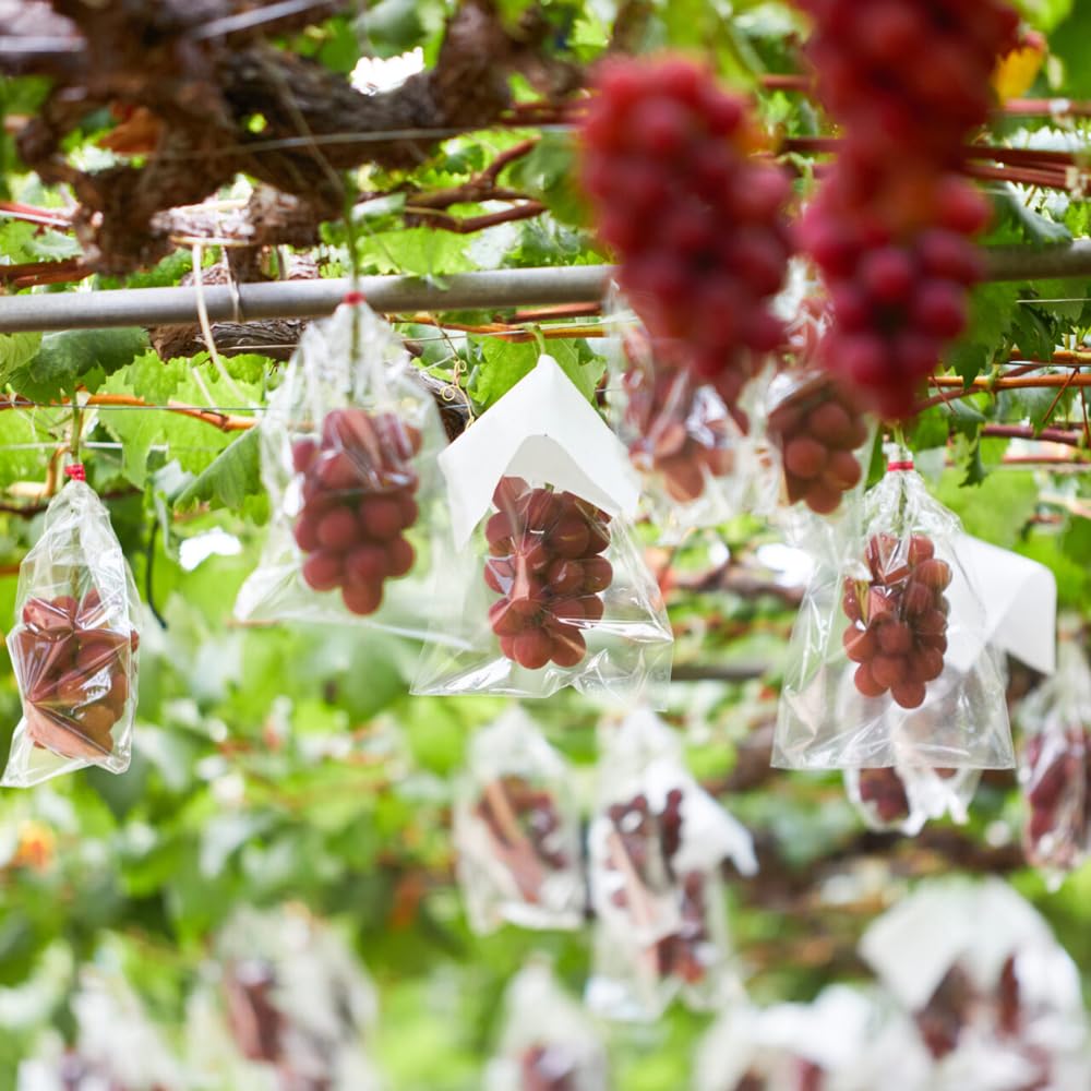 Mixrug harvest ready red grapes on vine suggesting fresh eating opportunities