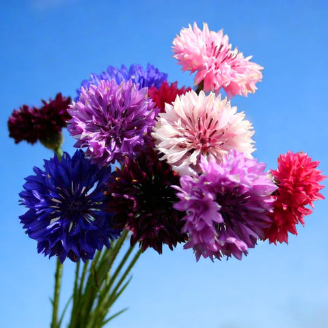 Mixrug heirloom non-GMO seeds for open-pollinated blooms.