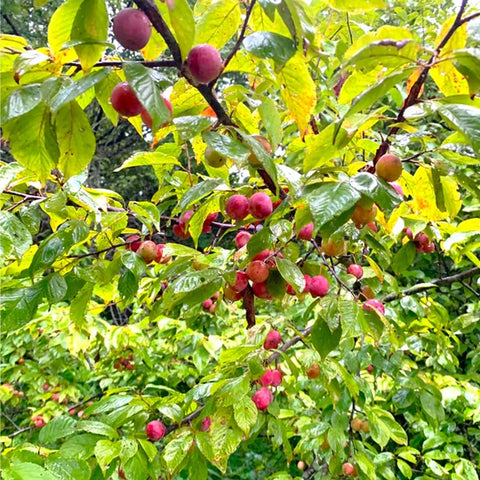 Mixrug heirloom plum seeds: traditional varieties for home-grown fruit and jams