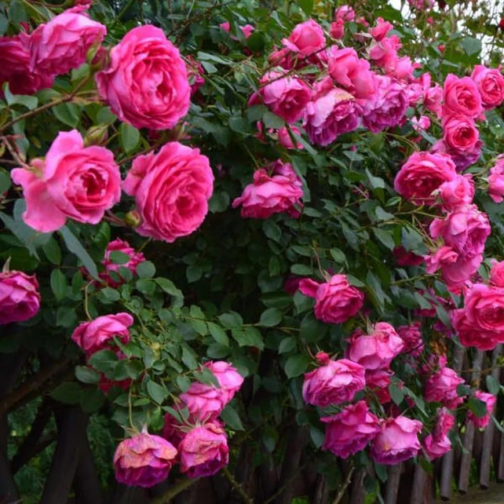 Mixrug heirloom-rose-seeds designed for perennial garden growth in sun.