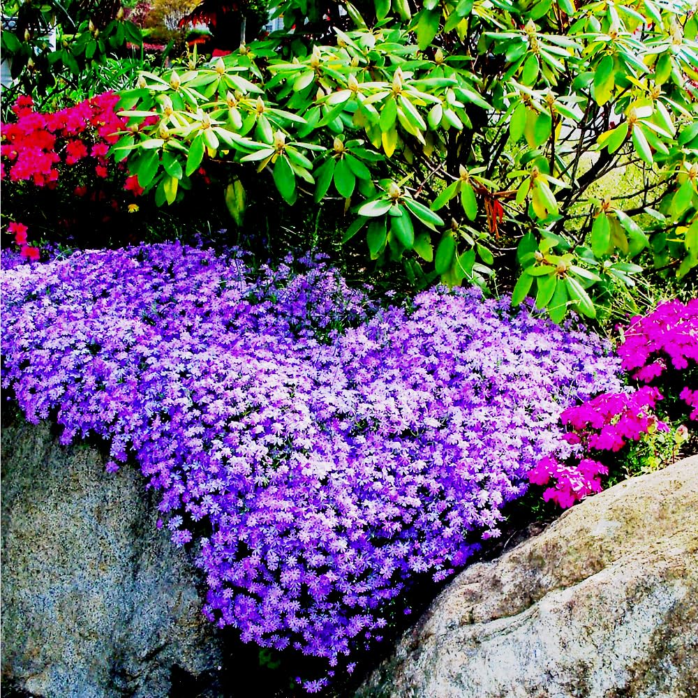 Mixrug heirloom thyme seeds create purple blooms attracting pollinators.