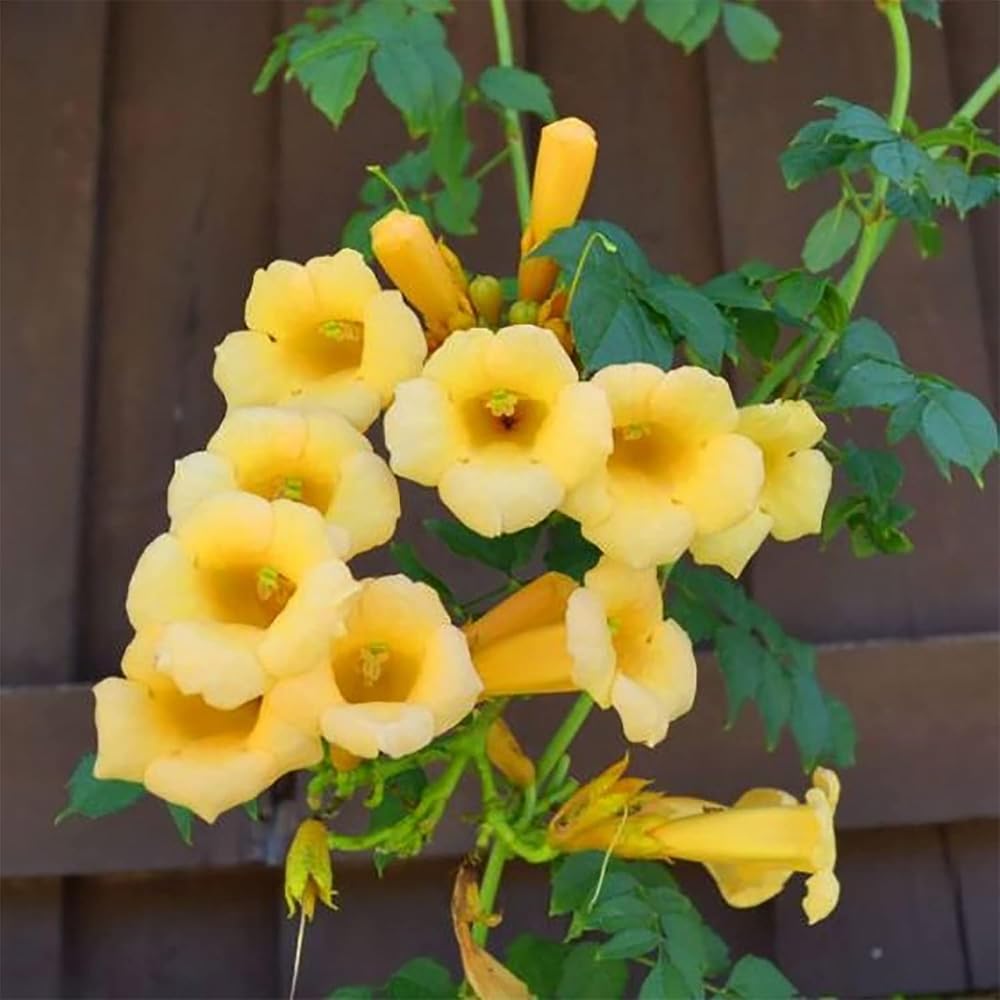 Mixrug heirloom trumpet vine seeds offer resilient perennials for sun gardens.