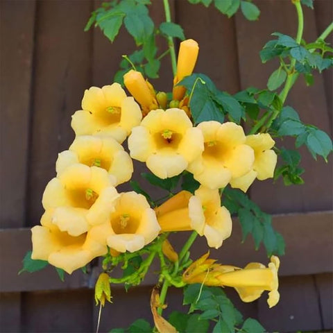 Mixrug heirloom trumpet vine seeds offer resilient perennials for sun gardens.