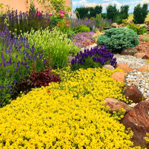 Mixrug herbal-seeds garden-bed display suggests easy sowing for patch revitalization