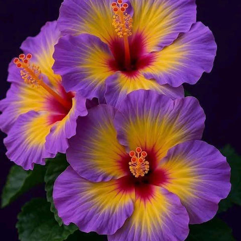 Mixrug hibiscus seeds container garden options for patios
