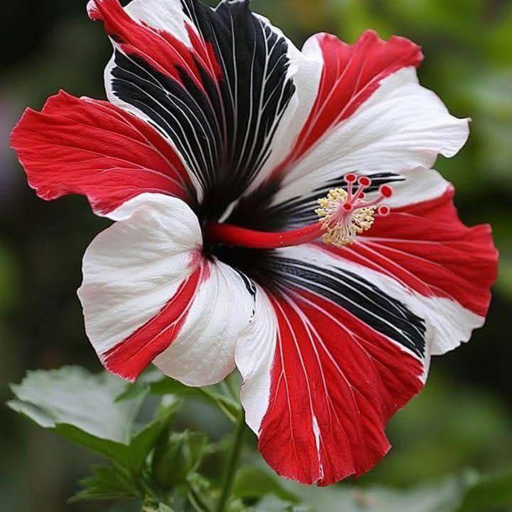 Mixrug hibiscus seeds sun loving plants for warm climates