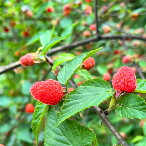 Mixrug home garden berry seeds arrangement, suited for balconies, rooftops, and small plots.