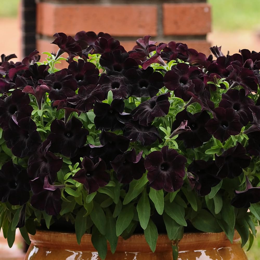 Mixrug petunia seeds provide lush color with low maintenance