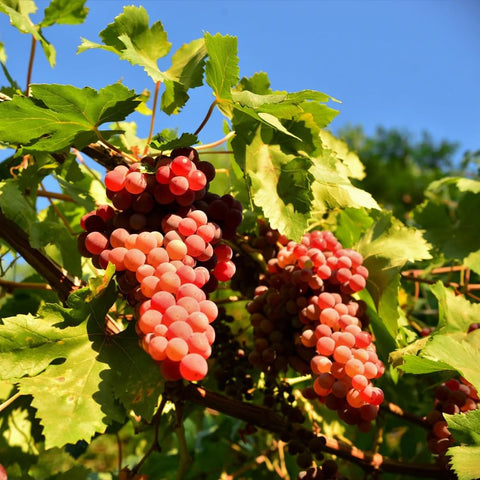 Mixrug home garden ready grape seeds for versatile planting