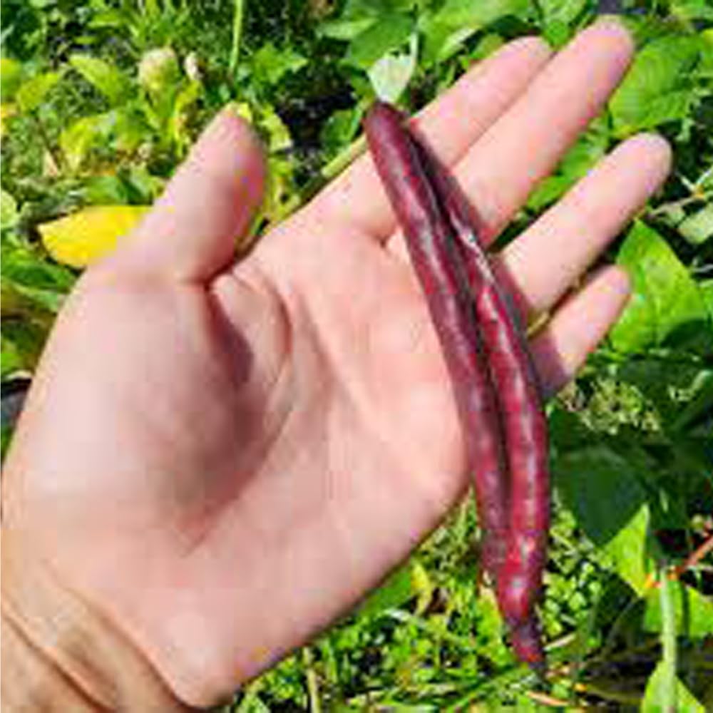 Mixrug home garden seed kit supports easy growing for beginners and seasoned growers.