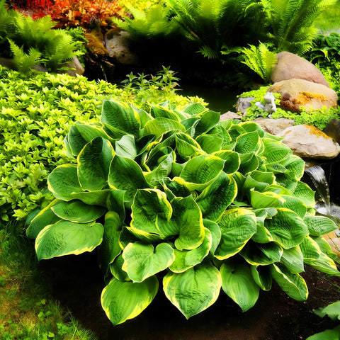 Mixrug Hosta border planting design for groundcover and soil concealment.