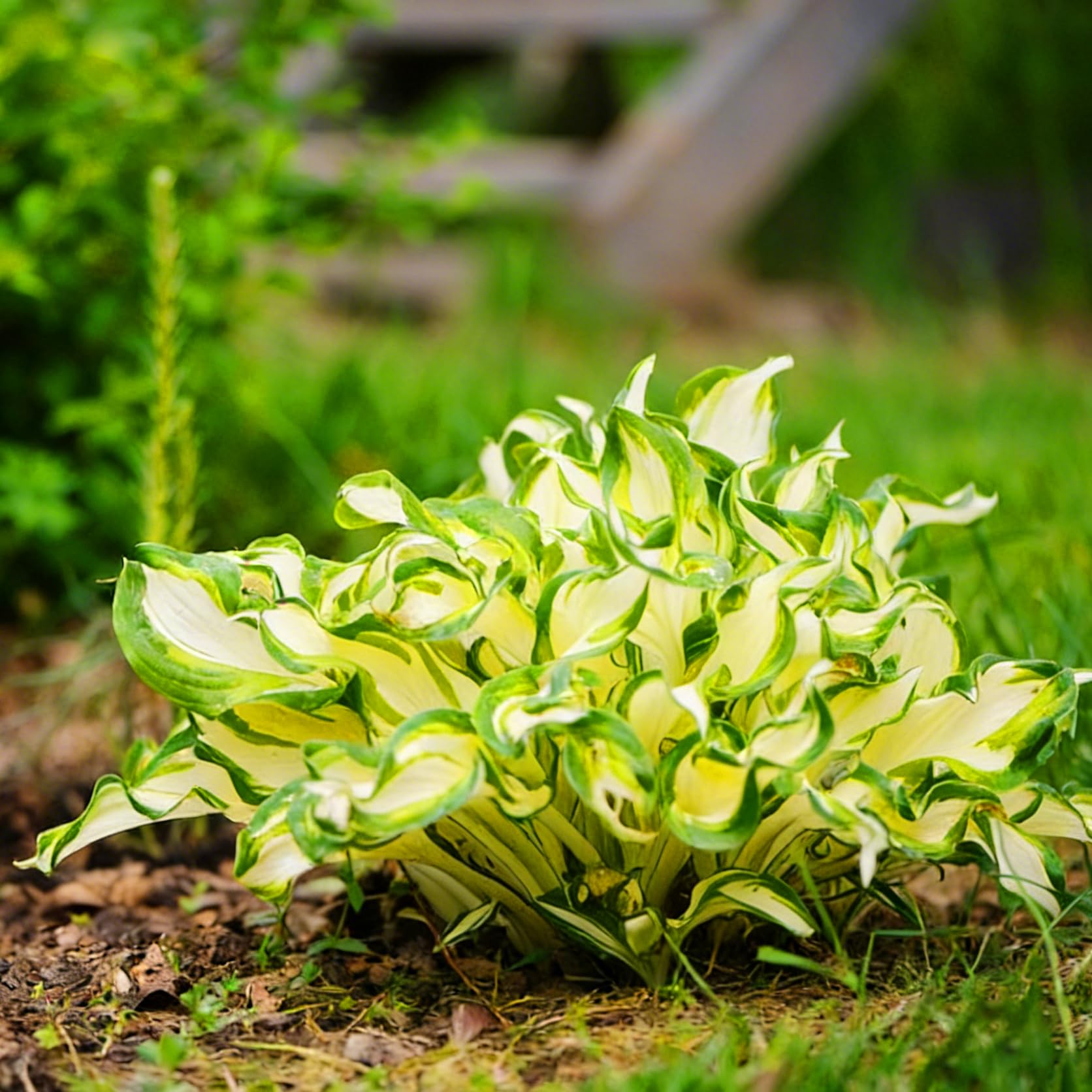 Mixrug Hosta plants demonstrate cold-hardy and drought-tolerant resilience.