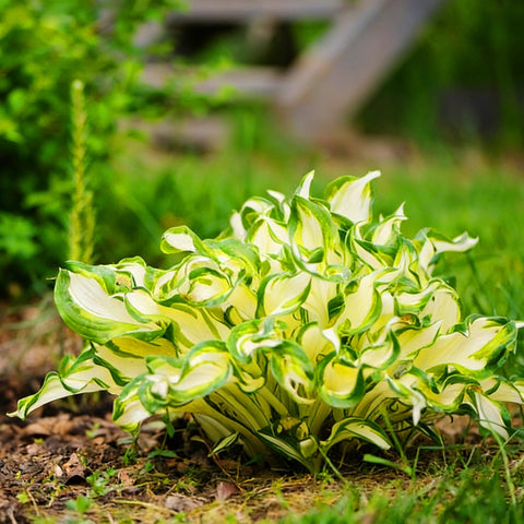 Mixrug Hosta plants demonstrate cold-hardy and drought-tolerant resilience.