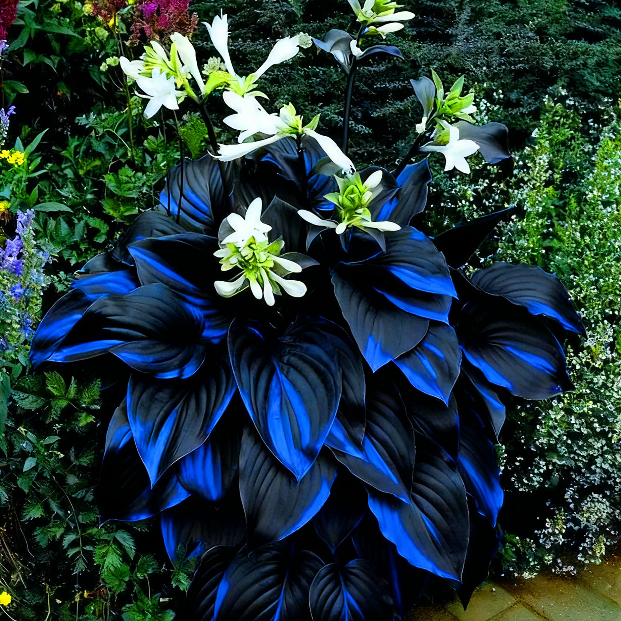 Mixrug Hosta growing in a balcony or patio container setup.