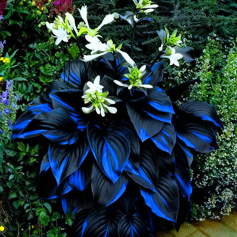 Mixrug Hosta growing in a balcony or patio container setup.